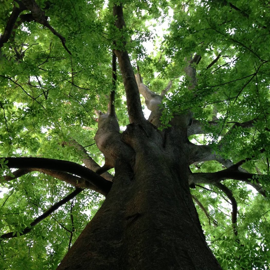 Arboretum Roger de Vilmorin 2